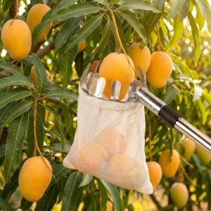 Fruit Picker with Net Basketfor Mango, Apple, Orange, Guava, Chikoo and Lemon Harvesting, Compatible with Extension Pole (Bag Style Fruit Picker)