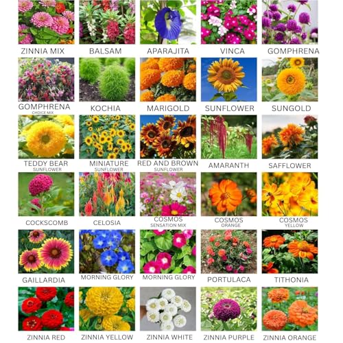 Summer Flower Seeds Combo Pack for Home Garden – 30 Varieties Mixed Flower Seed Kit for Balcony, Terrace & Outdoor Gardening | High Germination All Season Flower Seeds - Image 2